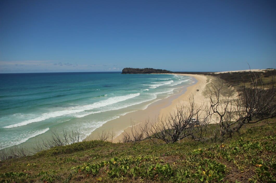 Eucalyptus forest mist in the Blue Mountains